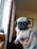Photo №3. Pug Puppies Ready to go home.. United States