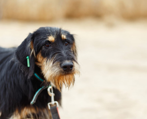 Photo №1. german wirehaired pointer - for sale in the city of Москва | Is free | Announcement № 5332