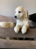Photo №1. golden retriever - for sale in the city of Vantaa | 402$ | Announcement № 96953
