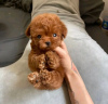 Photo №2 to announcement № 116614 for the sale of poodle (toy) - buy in Finland private announcement, breeder