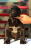 Photo №4. I will sell central asian shepherd dog in the city of Šabac. breeder - price - negotiated