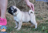 Photo №1. pug - for sale in the city of Minsk | 792$ | Announcement № 55245