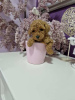 Photo №2 to announcement № 81877 for the sale of poodle (toy) - buy in Serbia 