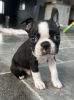 Additional photos: Boston terrier