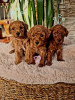 Photo №2 to announcement № 94204 for the sale of poodle (royal) - buy in Serbia breeder