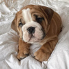 Photo №3. Potty trained English Bulldog Puppies' for sale. Germany