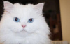 Photo №1. persian cat - for sale in the city of Стамбул | 280$ | Announcement № 93710
