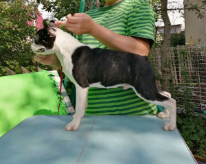 Photo №2 to announcement № 2851 for the sale of boston terrier - buy in Russian Federation breeder
