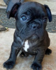 Photo №2 to announcement № 127364 for the sale of french bulldog - buy in Germany private announcement