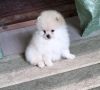 Photo №2 to announcement № 124447 for the sale of pomeranian - buy in Germany private announcement