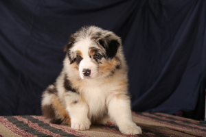 Photo №2 to announcement № 5765 for the sale of australian shepherd - buy in Russian Federation breeder