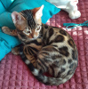 Photo №1. bengal cat - for sale in the city of Minsk | 470$ | Announcement № 17621