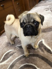 Photo №2 to announcement № 9812 for the sale of pug - buy in Ukraine private announcement