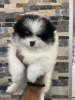 Photo №2 to announcement № 111074 for the sale of pomeranian - buy in Serbia private announcement