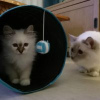 Photo №1. birman - for sale in the city of Berlin | 317$ | Announcement № 70407