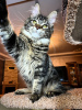 Photo №2 to announcement № 106954 for the sale of maine coon - buy in Germany private announcement