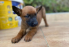 Photo №3. Malinois puppies. Serbia