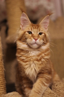 Additional photos: maine coon girl from the world champion. red marble