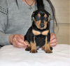 Additional photos: German Pinscher puppies of titled parents