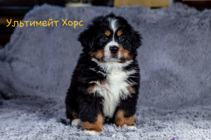 Photo №4. I will sell bernese mountain dog in the city of Москва. private announcement - price - 779$