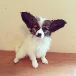 Photo №4. I will sell papillon dog in the city of Moscow. private announcement, breeder - price - 564$