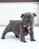 Photo №1. french bulldog - for sale in the city of Kishinev | 264$ | Announcement № 51594
