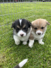 Photo №1. welsh corgi - for sale in the city of Leipzig | 317$ | Announcement № 103538