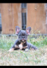 Photo №3. French bulldogs in exotic. Serbia