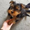 Photo №1. yorkshire terrier - for sale in the city of Cologne | 280$ | Announcement № 119343