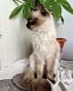 Additional photos: Siamese cat