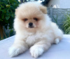 Photo №1. pomeranian - for sale in the city of Krivoy Rog | 634$ | Announcement № 65722