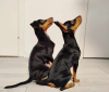 Photo №1. miniature pinscher - for sale in the city of Tallinn | 845$ | Announcement № 121604