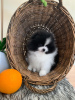 Photo №4. I will sell pomeranian in the city of Nottingham. private announcement - price - 468$