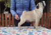 Photo №2 to announcement № 124832 for the sale of pug - buy in Serbia 