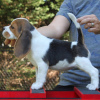 Additional photos: beautiful beagle puppies