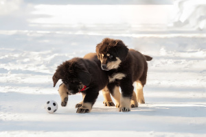 Additional photos: Hotosho / Buryat-Mongol Wolfhound puppies from the best representatives of the