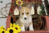 Photo №1. welsh corgi - for sale in the city of Ventnor City | Is free | Announcement № 63527