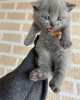 Photo №1. scottish fold - for sale in the city of Гархинг | 260$ | Announcement № 30008