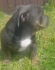 Photo №2 to announcement № 19965 for the sale of american bully - buy in Russian Federation from nursery