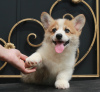 Additional photos: welsh corgi pembroke puppies from Champion