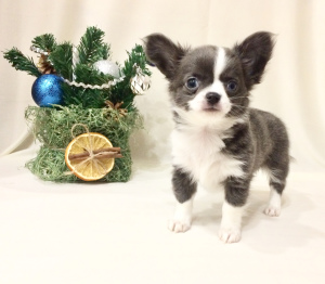 Photo №1. chihuahua - for sale in the city of Moscow | 484$ | Announcement № 4547
