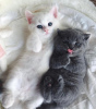 Photo №1. british shorthair - for sale in the city of Orlando | 300$ | Announcement № 83691