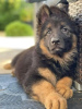 Photo №2 to announcement № 123157 for the sale of german shepherd - buy in Germany 