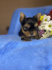 Additional photos: Yorkie puppies reserve