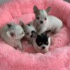 Photo №2 to announcement № 14030 for the sale of chihuahua - buy in Ukraine private announcement