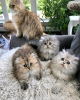 Photo №1. persian cat - for sale in the city of Munich | 312$ | Announcement № 30001