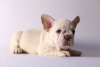 Additional photos: Lovely French bulldog puppies