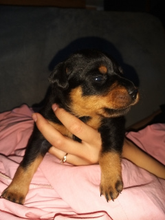 Photo №3. Puppies yagd terrier. Russian Federation