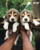 Photo №1. beagle - for sale in the city of Monaco | 687$ | Announcement № 50237