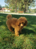 Additional photos: Red Dwarf Poodle Male